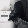 ﮼تاڵەبانی
