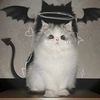 cats123_0