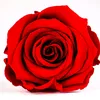 elie77b2