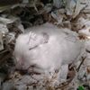 tjsrodents