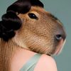 Capybara D