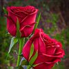 tanveer.rathore7