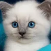 cuteness_overload974
