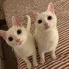 alaska.caspie