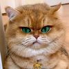 骄傲的大肥猫