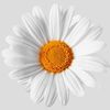 Ｆｌｏｒａｙｎｅ  🌼
