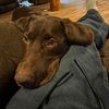remdog972