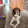 dogsrule12305