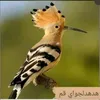 abyat29
