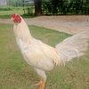 ayam.mania8