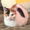 Boss Bagel Fig Cats