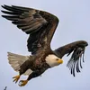 eagle.shahin