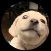 accchinhchu102