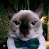 diego_pdtv