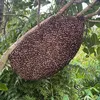 Triệu Miền Tây✅