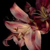 alesia3092
