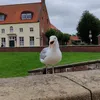 ajaxamstadam_314