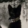foxfoxycat