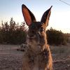 FurryForagers