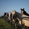 Colline horse sanctuary