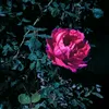 user31077850210583