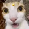 matacchinhroi0