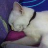 bang.jingga4