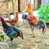 hannafarm02