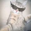 lovee_cats2