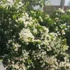 hafsa5480