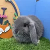 BinkyTheBunny