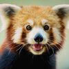 redpandaland99