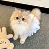 かなえ語