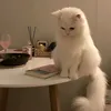 7_kox4
