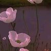 anne_saory