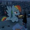 rainbow.dash26