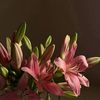 lilly_2019