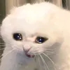 kyumi507
