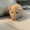herasrats