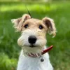 bethterrier