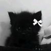 justcatmeowmeow