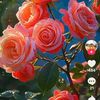 maythatpaing0197