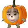 sunnychuusun