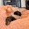 dashie.dachshund2