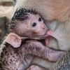 poor.monkey