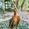 antomanui