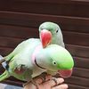my_smart.parrot
