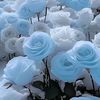 sharik.ahmed05