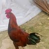 md.sakib.khan778