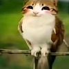 meowlfannumero1